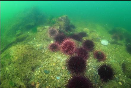 urchins near shore