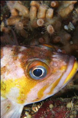 copper rockfish and zoanthids
