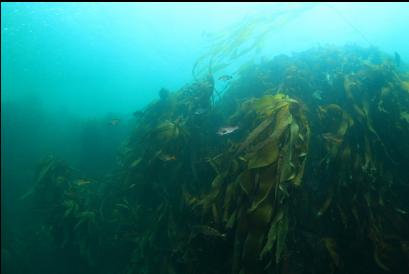 rockfish and stalked kelp near top of reefs