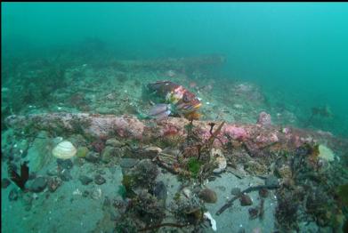 copper rockfish and half-buried deck knee