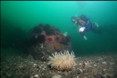 anemone at base of breakwater