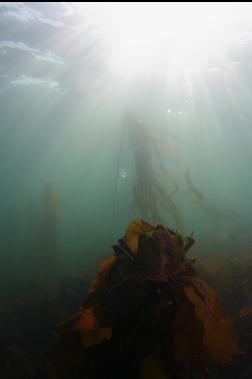 kelp crab on kelp under sun