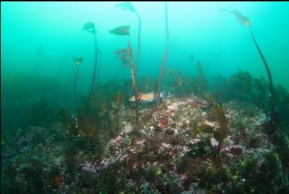 kelp greenling and stalked kelp at top of reef