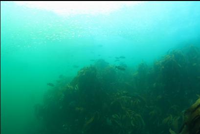 rockfish and stalked kelp