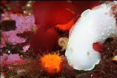 nudibranch and cup coral
