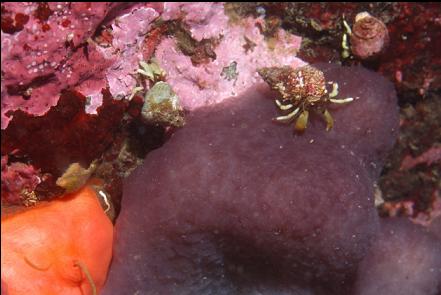 hermit crab on a tunicate colony