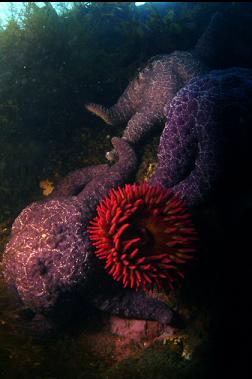 seastars and anemone