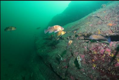 rockfish and kelp greenling on wall