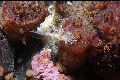 nudibranch on tunicates