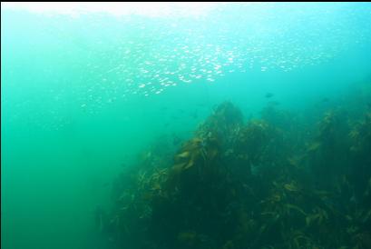 herring above stalked kelp