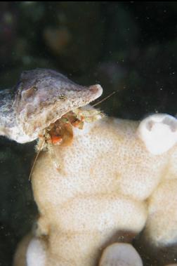 hermit crab on sponge