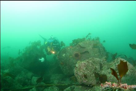 boulder reef 50 feet deep