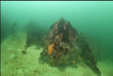 boulder in bay with sunflower stars and small lingcod