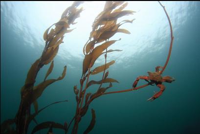kelp crab on kelp