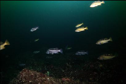black and yellowtail rockfish