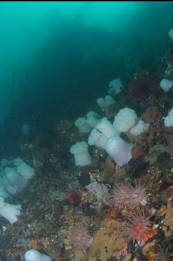 anemones on wall