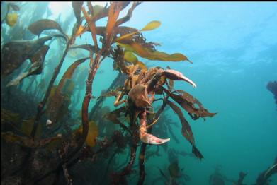 kelp crabs