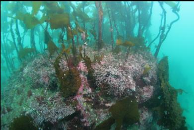 coraline algae and stalked kelp near shore