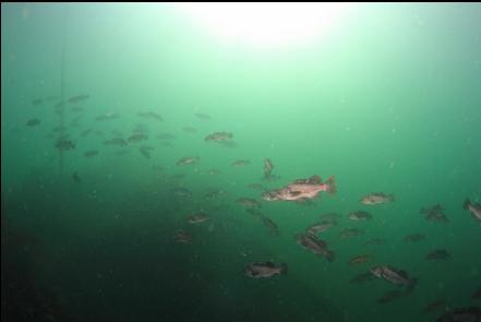 rockfish over the wreck