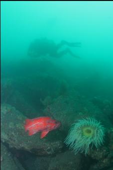 VERMILION ROCKFISH AND FISH-EATING ANEMONE