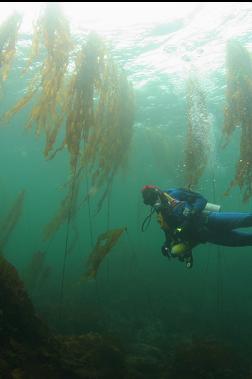 kelp in shallows