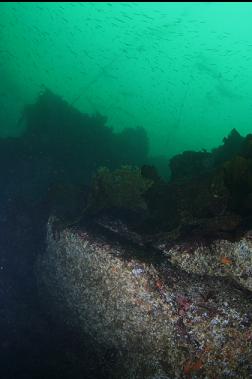 kelp and tube-snouts from 60 feet deep