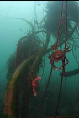 kelp crabs on dead kelp