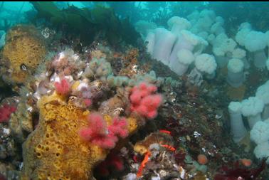 soft coral, sponge and anemones