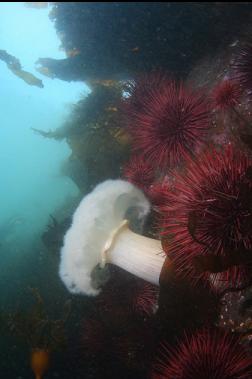 plumose anemone and urchins