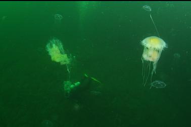 jellyfish above diver