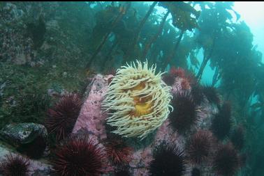 fish-eating anemone and urchins