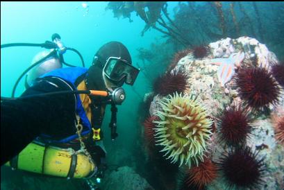 fish-eating anemone and urchins