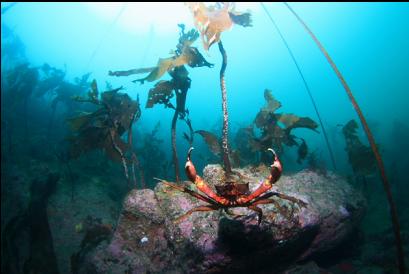 attacking kelp crab