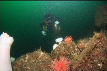 anemones 100 feet deep