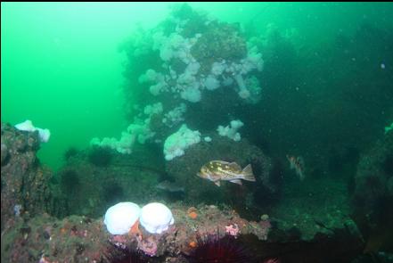 rockfish at base of reefs