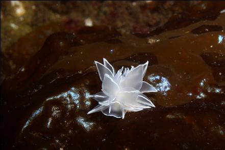 alabaster nudibranch on kelp